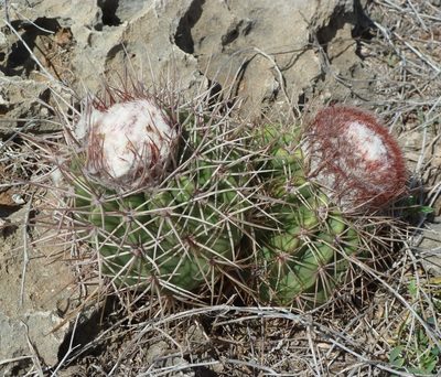 Melocactus curvispinus, photographed by Stan Shebs