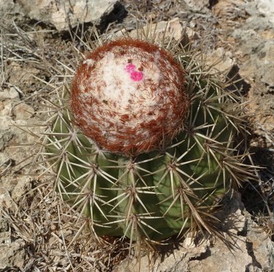 Melocactus curvispinus, photographed by Stan Shebs