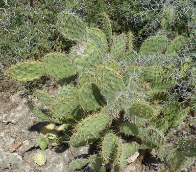Opuntia caracassana, photographed by Stan Shebs