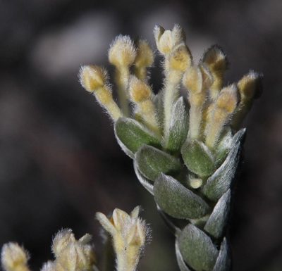 Gnidia imbricata, photographed by Tony Rebelo