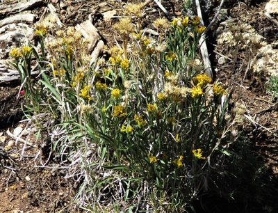 Petradoria pumila, photographed by sprcrkwild
