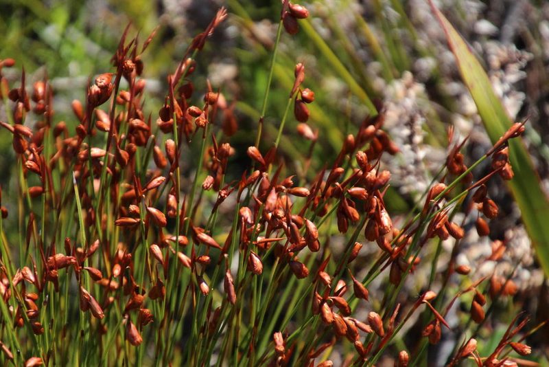 Staberoha banksii, photographed by Tony Rebelo