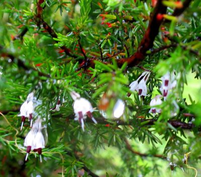 Erica stylaris, photographed by Di Turner