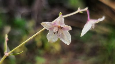 Mirabilis linearis, photographed by Amanda Hurst