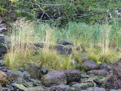 Deschampsia cespitosa, photographed by J Straka