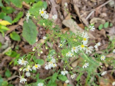 Symphyotrichum racemosum, photographed by Elias