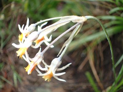 Tulbaghia montana, photographed by Peter Warren