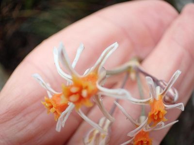 Tulbaghia montana, photographed by Peter Warren