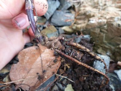 Conioselinum tataricum, photographed by J Straka