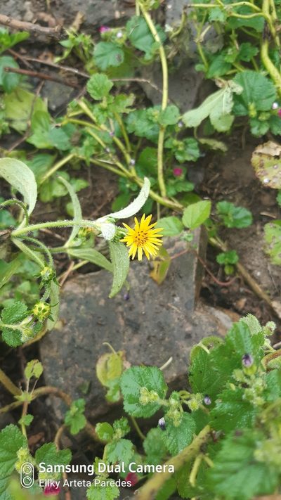 Philoglossa peruviana, photographed by Ellky Arteta Paredes
