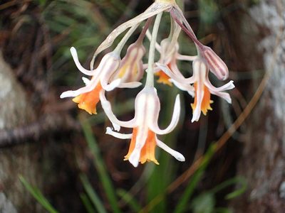 Tulbaghia montana, photographed by Peter Warren