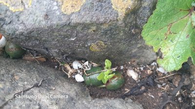 Ismene amancaes, photographed by Ellky Arteta Paredes