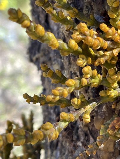 Arceuthobium littorum, photographed by Irene
