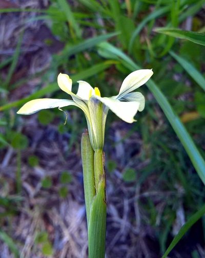 Moraea britteniae, photographed by David Rosenthal