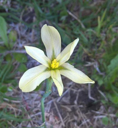 Moraea britteniae, photographed by David Rosenthal