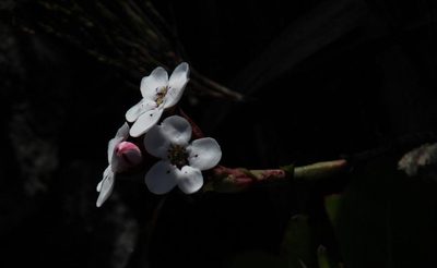 Disa fasciata, photographed by Tony Rebelo