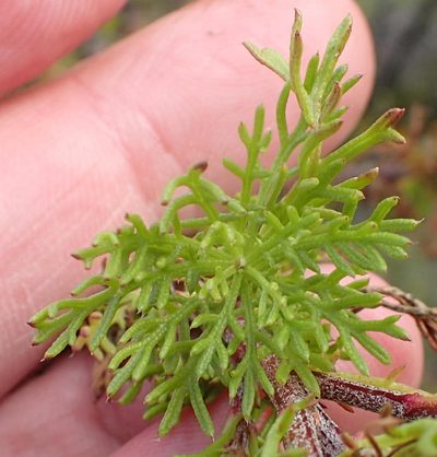 Ursinia scariosa, photographed by Nicola van Berkel
