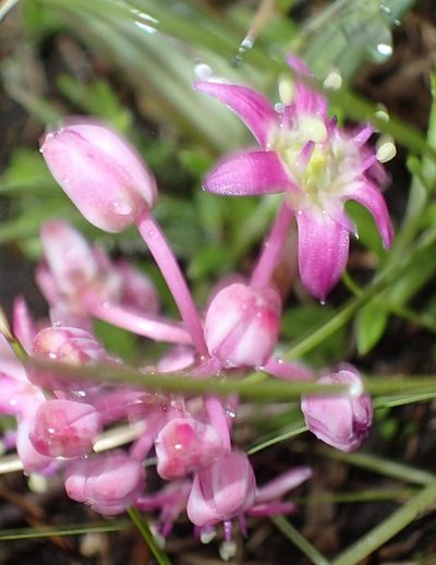 Ledebouria cooperi, photographed by Peter Warren