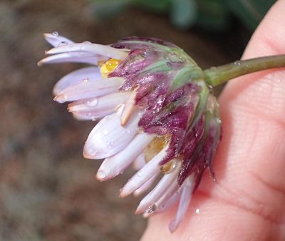 Afroaster perfoliatus, photographed by Peter Warren