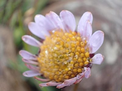 Afroaster perfoliatus, photographed by Peter Warren