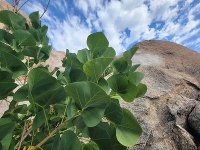 Erythrina flabelliformis, photographed by Christine Braaten