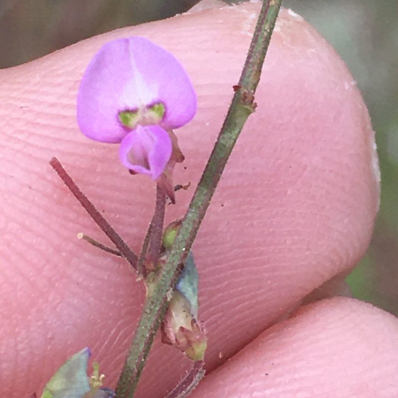 Desmodium ciliare, photographed by Becky Dill