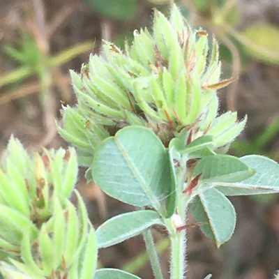 Lespedeza hirta, photographed by Becky Dill