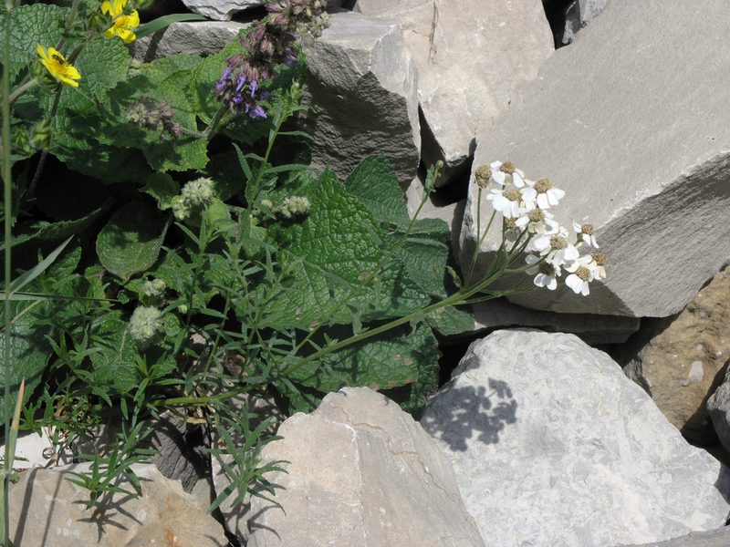 Achillea ptarmicifolia, photographed by Oleg Kosterin
