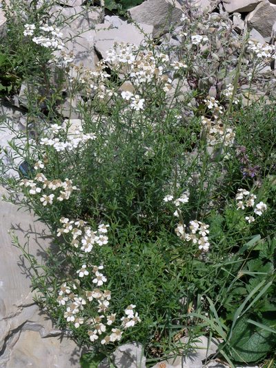 Achillea ptarmicifolia, photographed by Oleg Kosterin