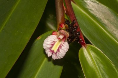 Alpinia modesta, photographed by dhfischer