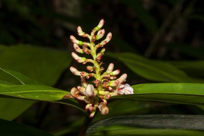 Alpinia modesta, photographed by dhfischer