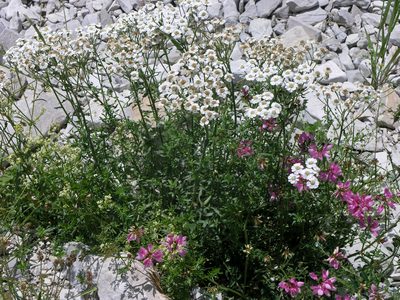 Achillea ptarmicifolia, photographed by Oleg Kosterin