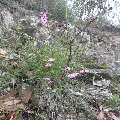 Tetratheca juncea, photographed by Shelomi Doyle