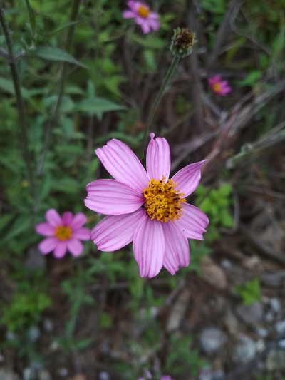 Bidens aequisquama, photographed by Guillermo Huerta Ramos