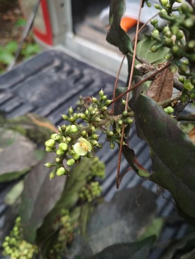 Meliosma dentata, photographed by Guillermo Huerta Ramos