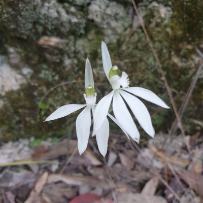 Caladenia catenata, photographed by Shelomi Doyle