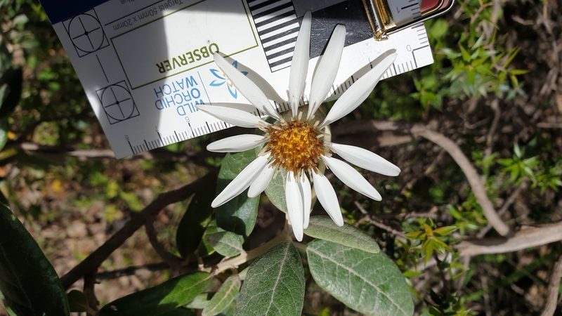 Olearia pannosa, photographed by Rosalie Lawrence