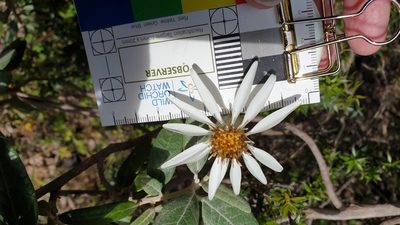 Olearia pannosa, photographed by Rosalie Lawrence