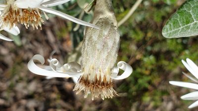 Olearia pannosa, photographed by Rosalie Lawrence