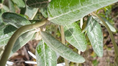 Olearia pannosa, photographed by Rosalie Lawrence