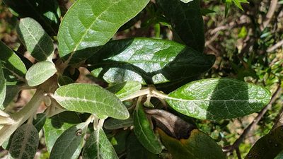 Olearia pannosa, photographed by Rosalie Lawrence