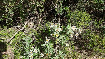 Olearia pannosa, photographed by Rosalie Lawrence