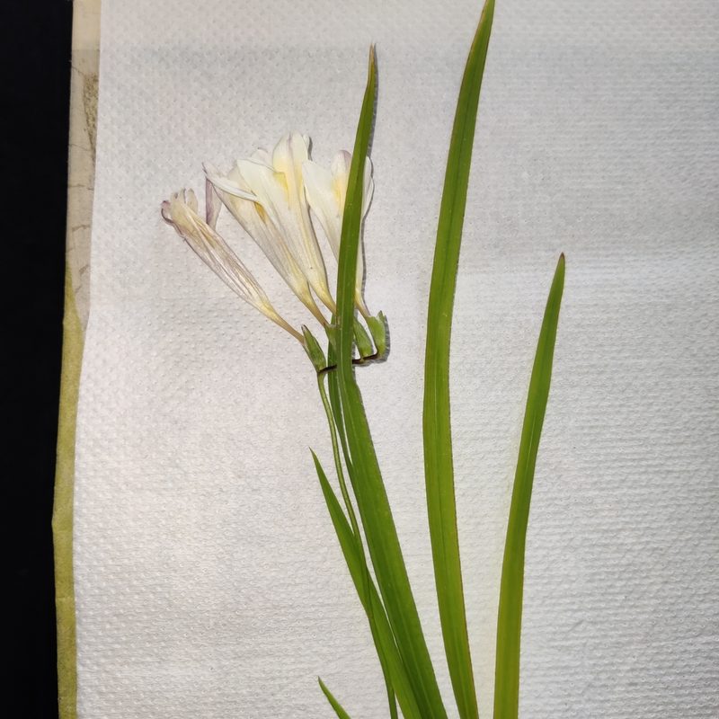 Freesia leichtlinii, photographed by Joe Dillon