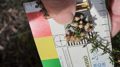 Cryptandra tomentosa, photographed by Rosalie Lawrence