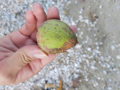 Calophyllum inophyllum, photographed by Tim