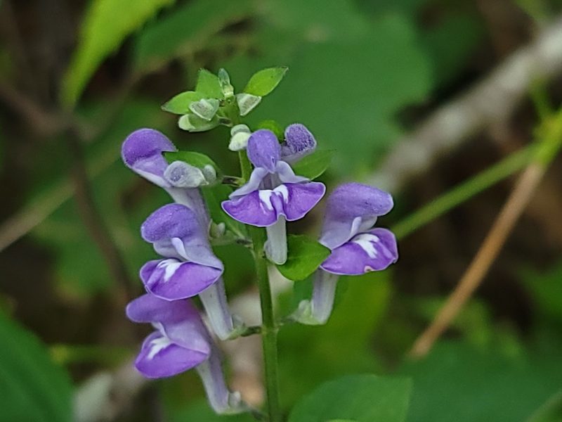 Scutellaria incana, photographed by Elias