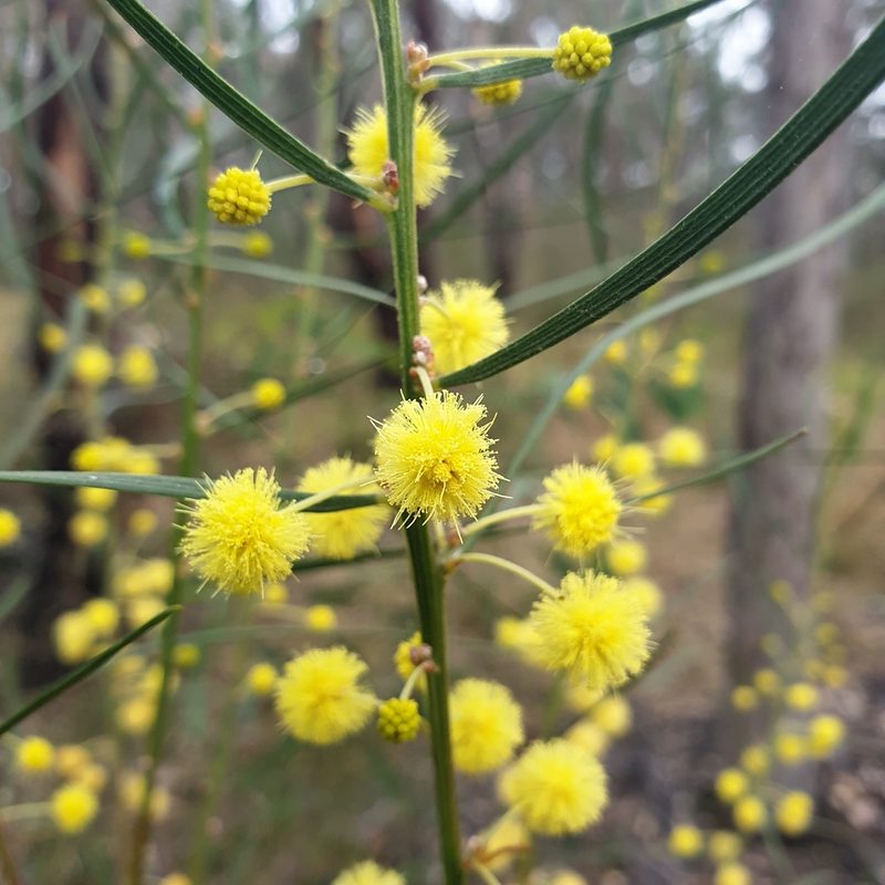Acacia elongata, photographed by Shelomi Doyle