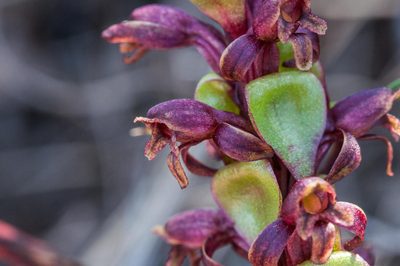 Satyrium lupulinum, photographed by magriet b