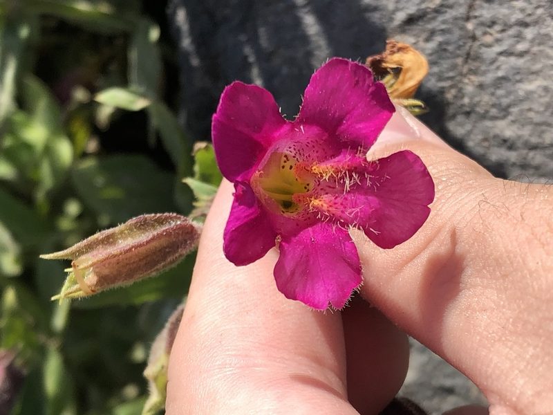 Erythranthe lewisii, photographed by Jared Shorma