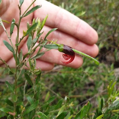 Grevillea montana, photographed by Shelomi Doyle
